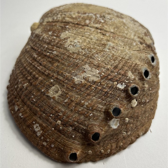 Abalone Shell Smudging Bowl Seashell Incense Burner, 5-6 Inches - Picture 5 of 5